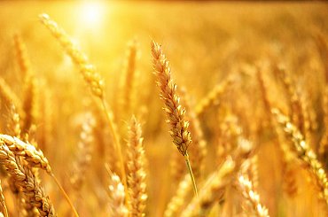 Indie zakázala vývoz pšenice. Experti očekávají další růst cen na mezinárodních trzích